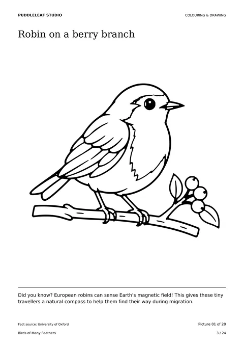 Robin on a berry branch outline colouring page
