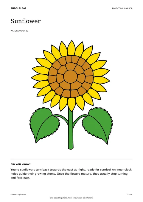 Sunflower matching colour guide page
