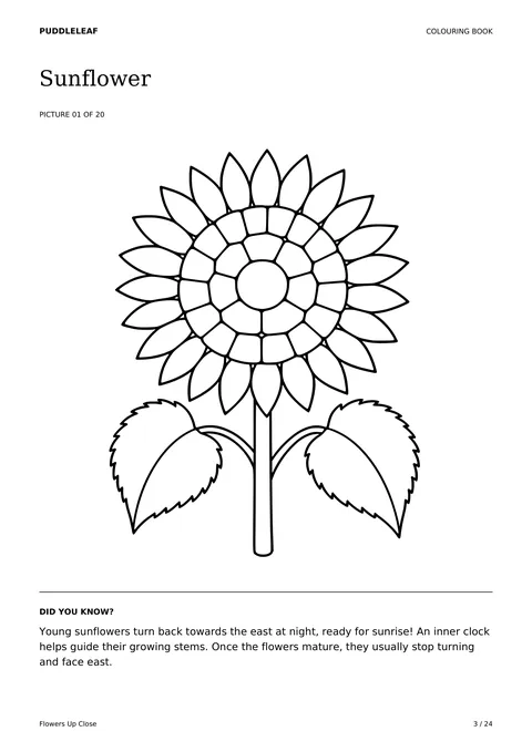 Sunflower outline colouring page