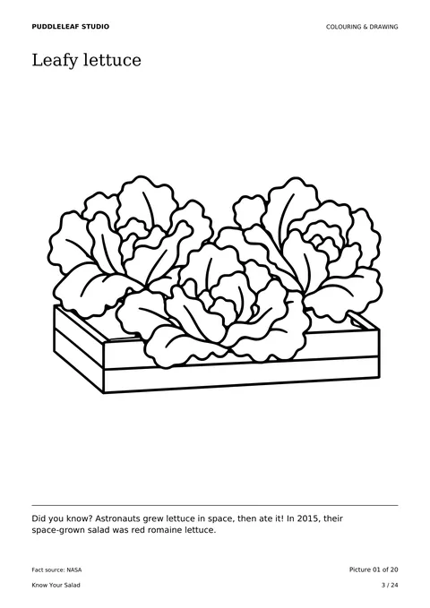 Leafy lettuce outline colouring page